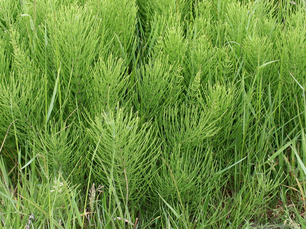 Heermoes | Ecopedia